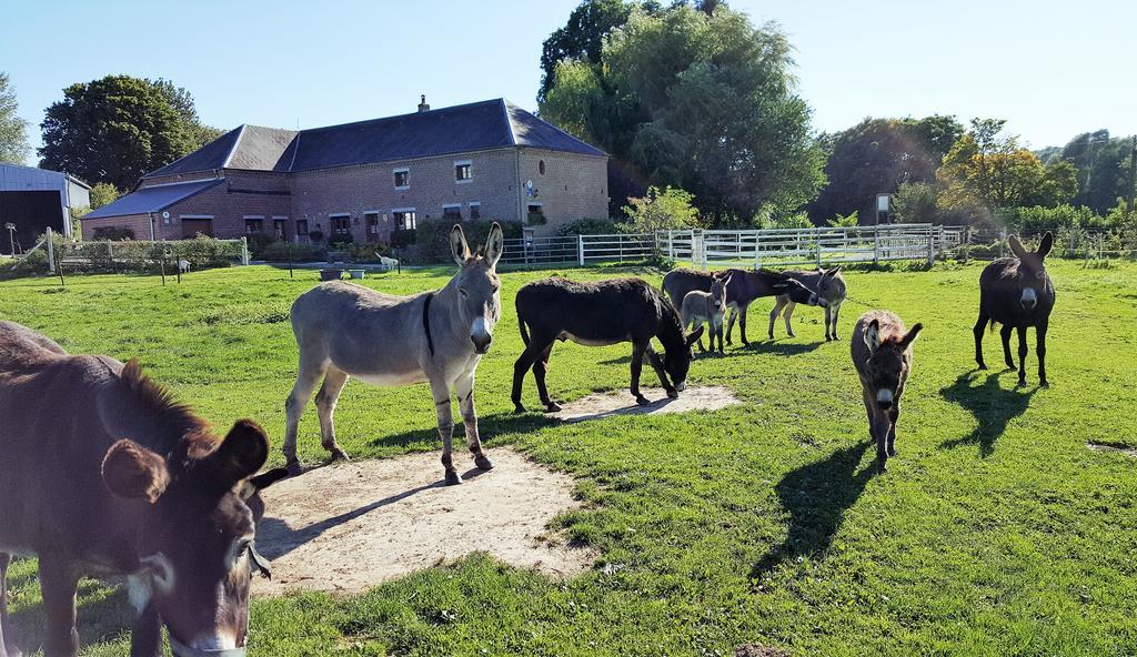 Les Mout'Anes Bed & Breakfast Saint-Hilaire-sur-Helpe ภายนอก รูปภาพ
