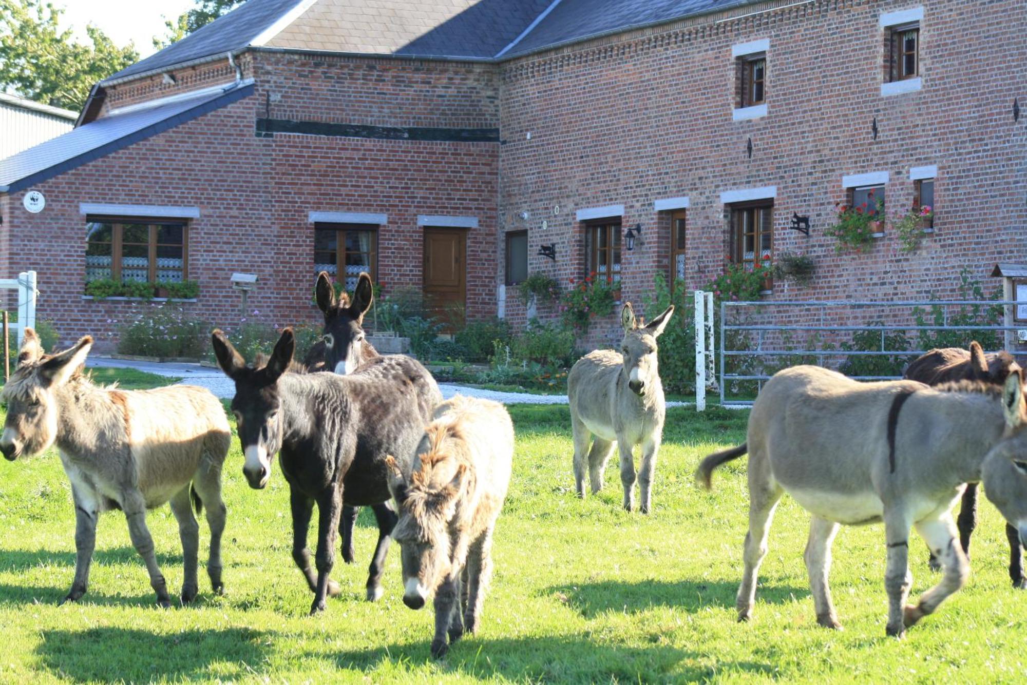 Les Mout'Anes Bed & Breakfast Saint-Hilaire-sur-Helpe ภายนอก รูปภาพ