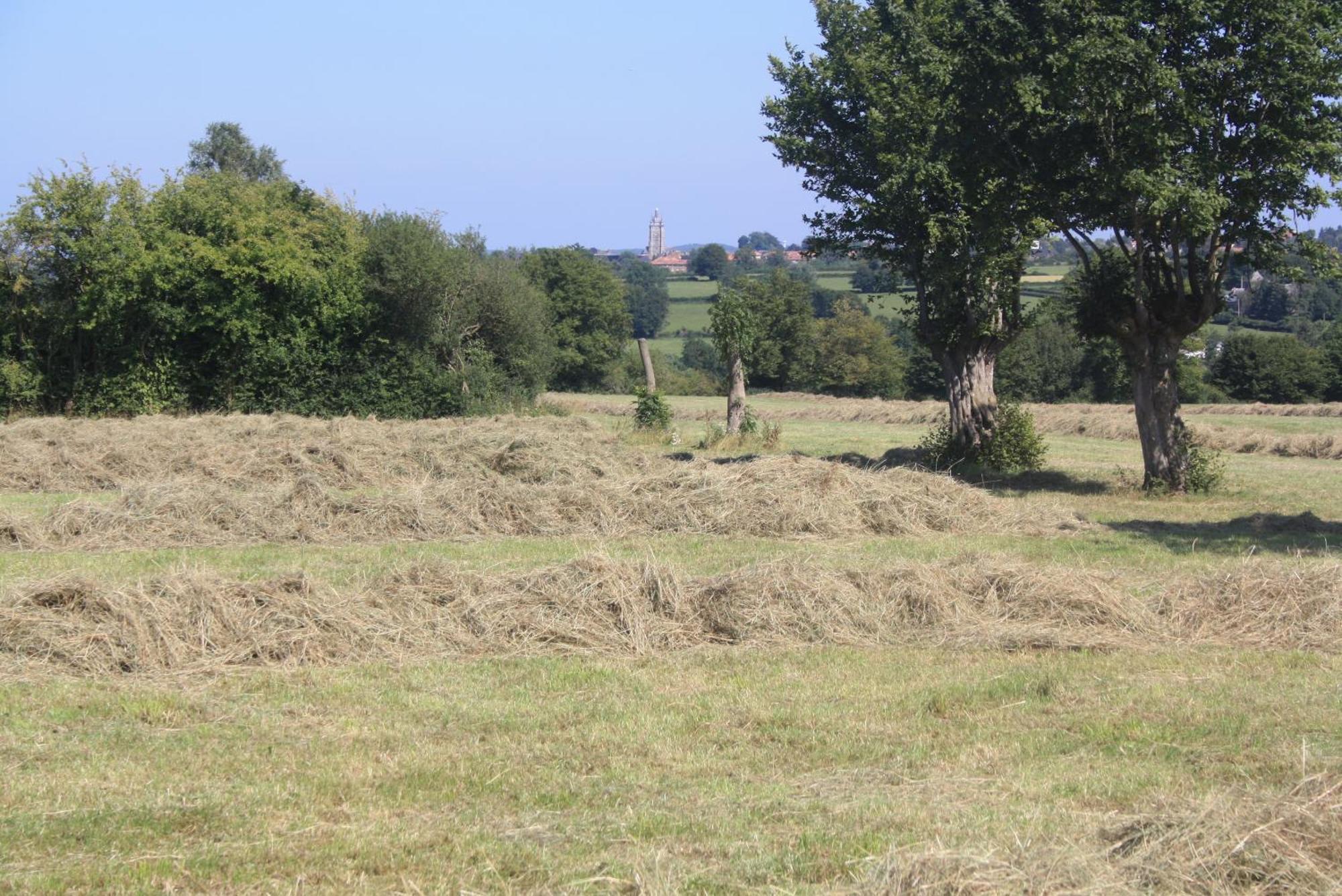 Les Mout'Anes Bed & Breakfast Saint-Hilaire-sur-Helpe ภายนอก รูปภาพ