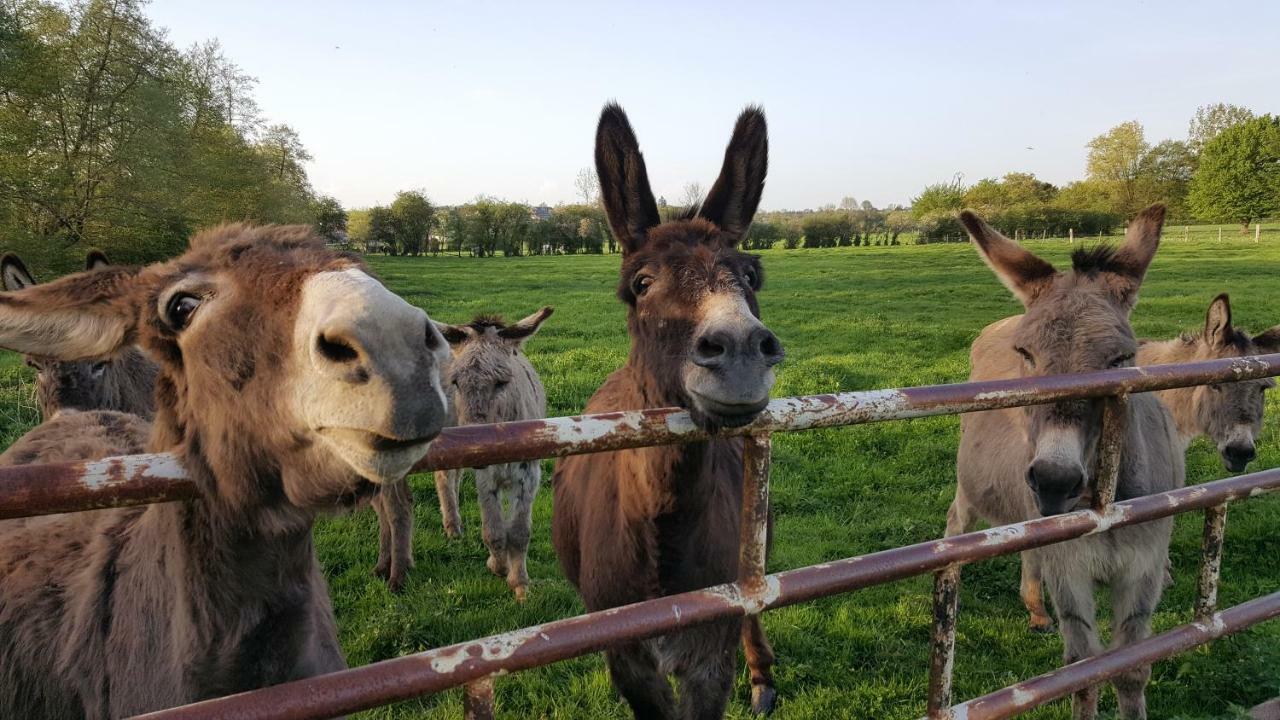 Les Mout'Anes Bed & Breakfast Saint-Hilaire-sur-Helpe ภายนอก รูปภาพ